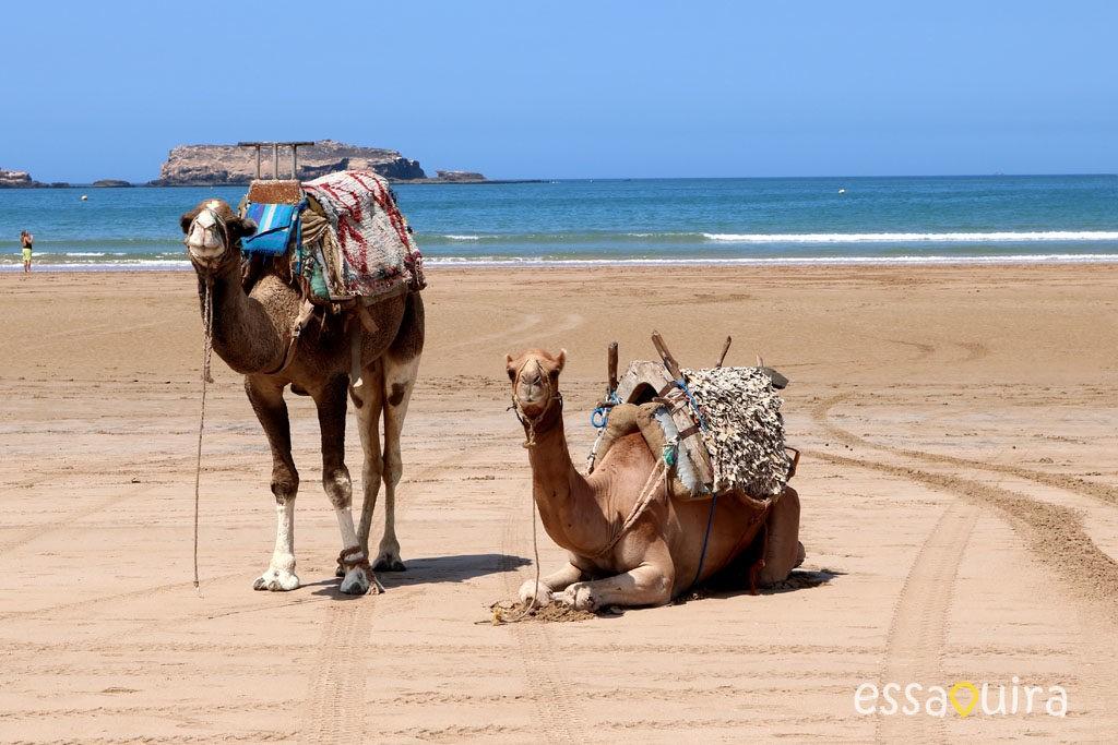 Excursion en calèche et visite de la Plage d'Essaouira